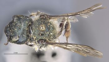 Media type: image;   Entomology 30092 Aspect: habitus dorsal view